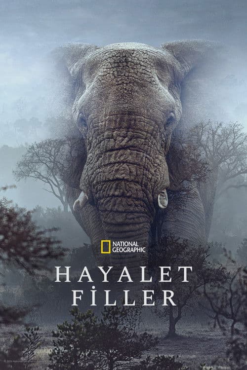 Hayalet Filler
