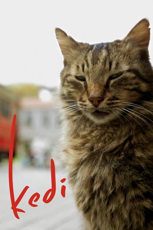 Kedi