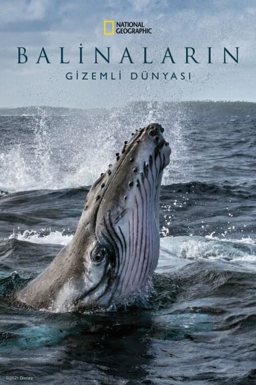 Balinaların Gizemli Dünyası